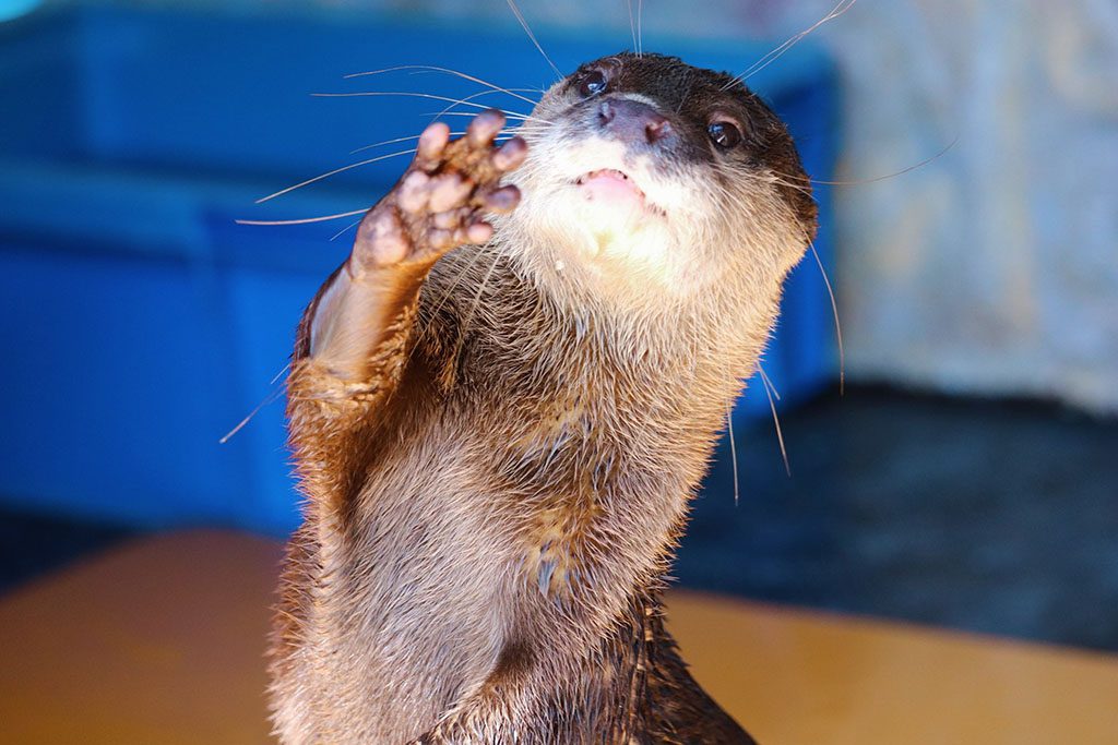 カワウソの小さな手のプニプニ肉球が見えます/桂浜水族館(高知県/高知市)