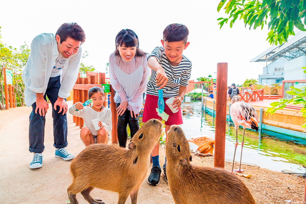 エサやり体験で放し飼いのカピバラに大接近/横浜・八景島シーパラダイス(神奈川県/横浜市金沢区)