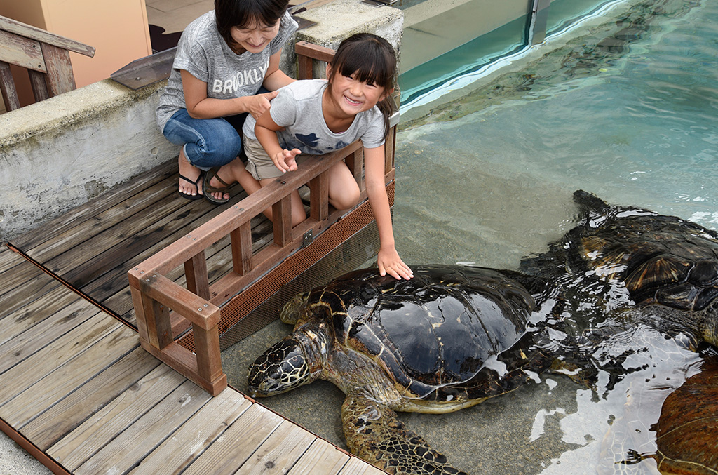 間近でウミガメにふれあう様子/新江ノ島水族館(神奈川県/藤沢市)