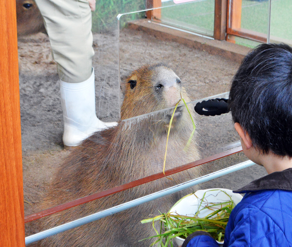 エサを食べるカピバラ/新江ノ島水族館(神奈川県/藤沢市)