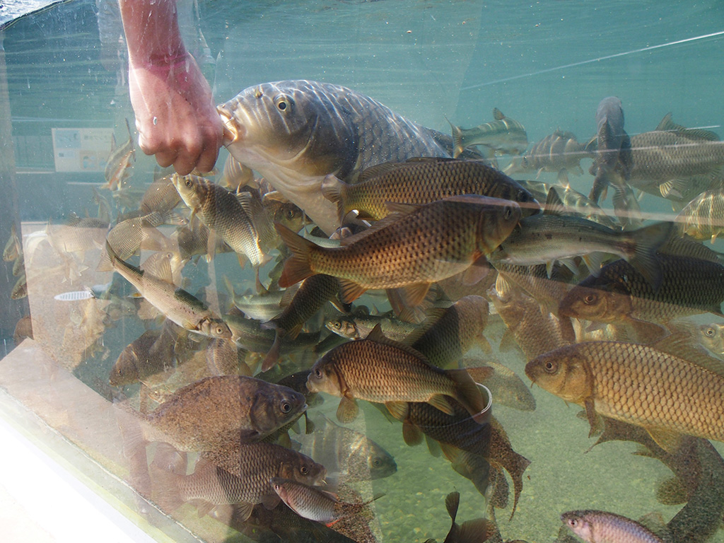 エサを持った手に集まってくる川魚/相模川ふれあい科学館 アクアリウムさがみはら(神奈川県/相模原市)