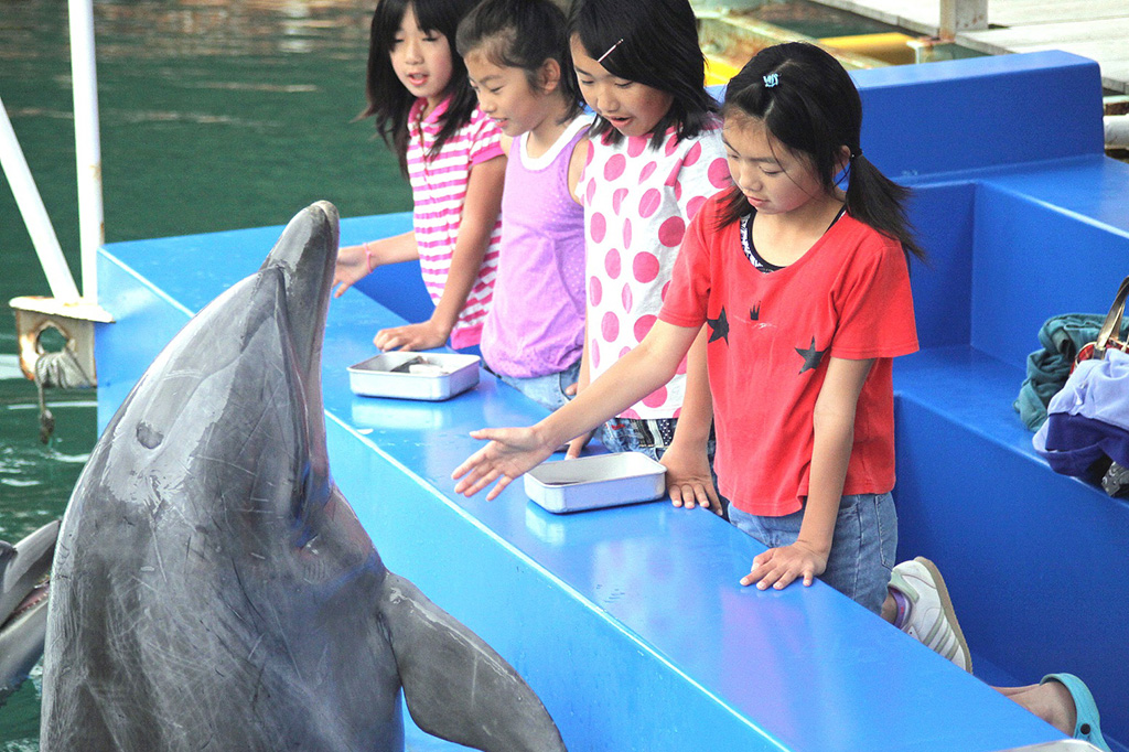 ふれあいの海でイルカにエサやり体験/下田海中水族館(静岡県/下田市)