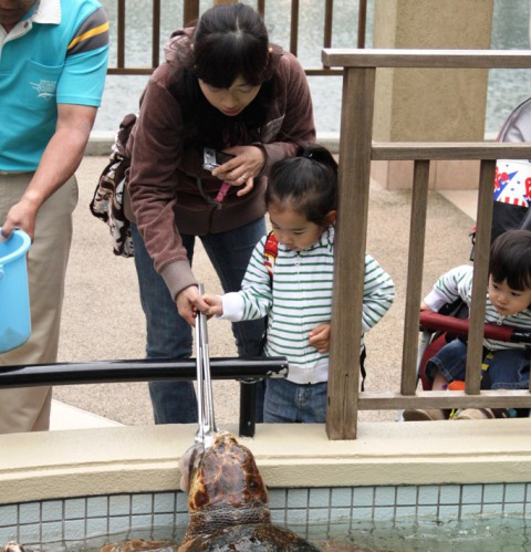 ウミガメのエサやり体験/下田海中水族館(静岡県/下田市)