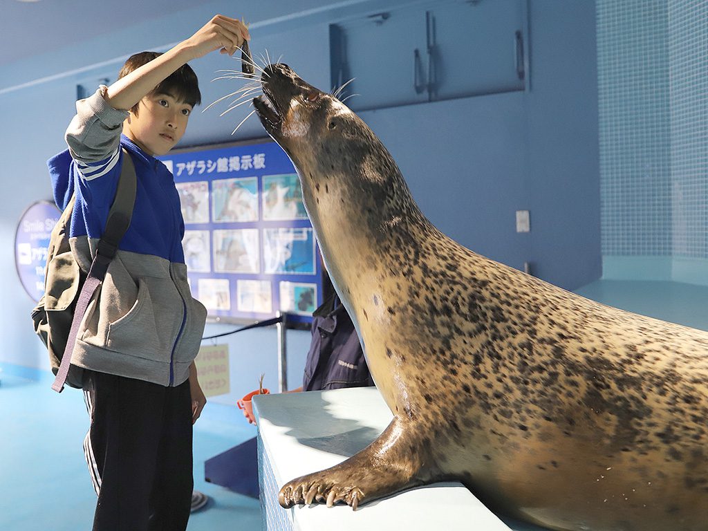 エサやりでゴマフアザラシに大接近/下田海中水族館(静岡県/下田市)