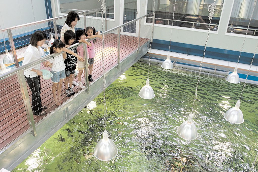 エサやり体験でイワシたちが寄ってくる様子/越前松島水族館(福井県/坂井市)