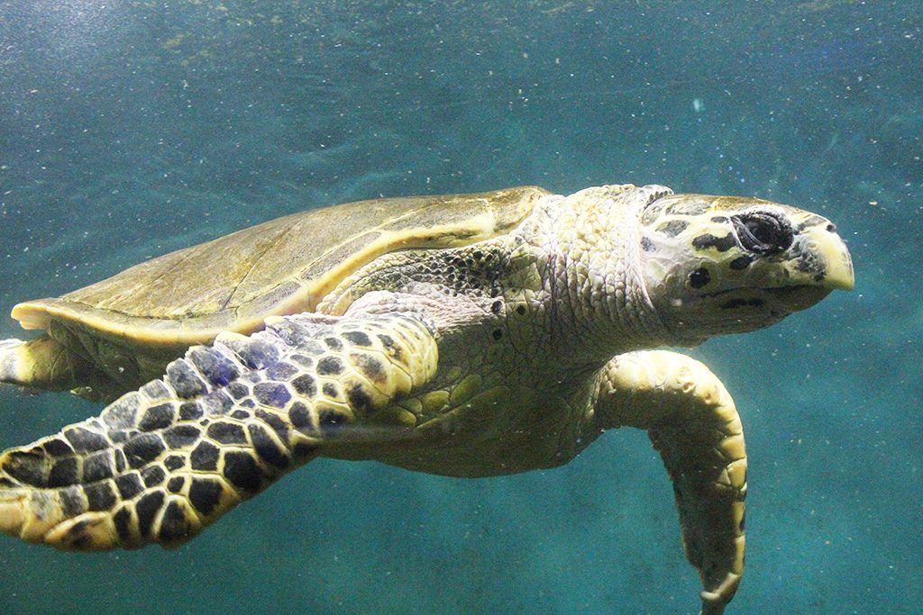 大きなウミガメ/新屋島水族館(香川県/高松市)