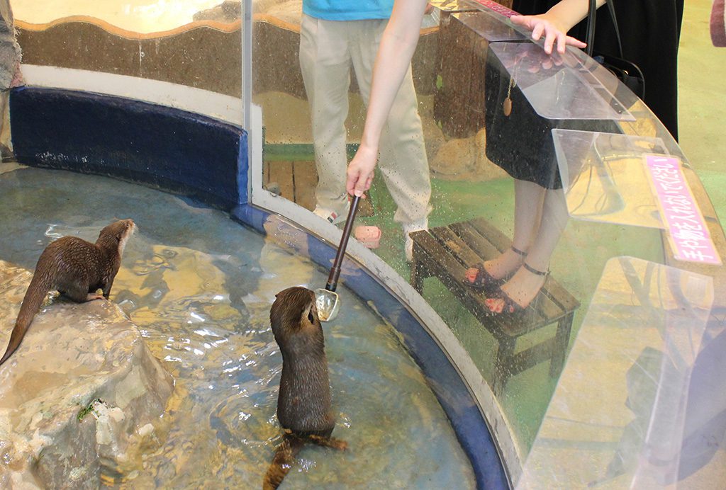 エサやり体験でカワウソにエサをあげる様子/新屋島水族館(香川県/高松市)