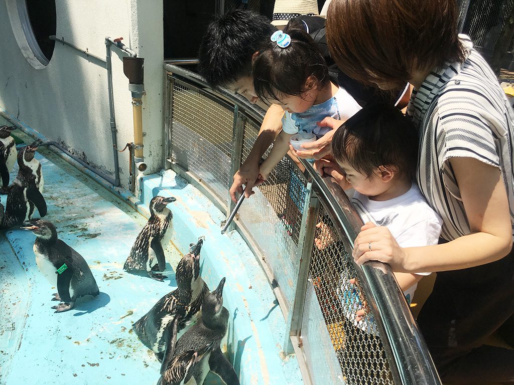 トングを使ってペンギンにエサやり体験/桂浜水族館(高知県/高知市)