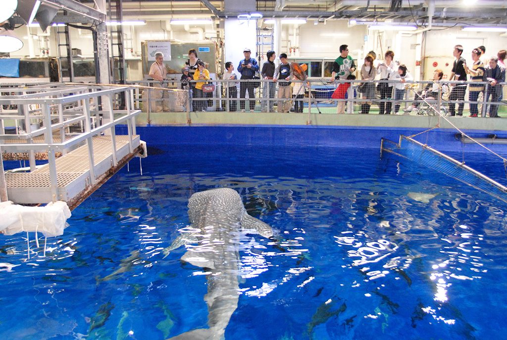 ジンベエザメを水槽の上から見る家族/いおワールド かごしま水族館(鹿児島県/鹿児島市)