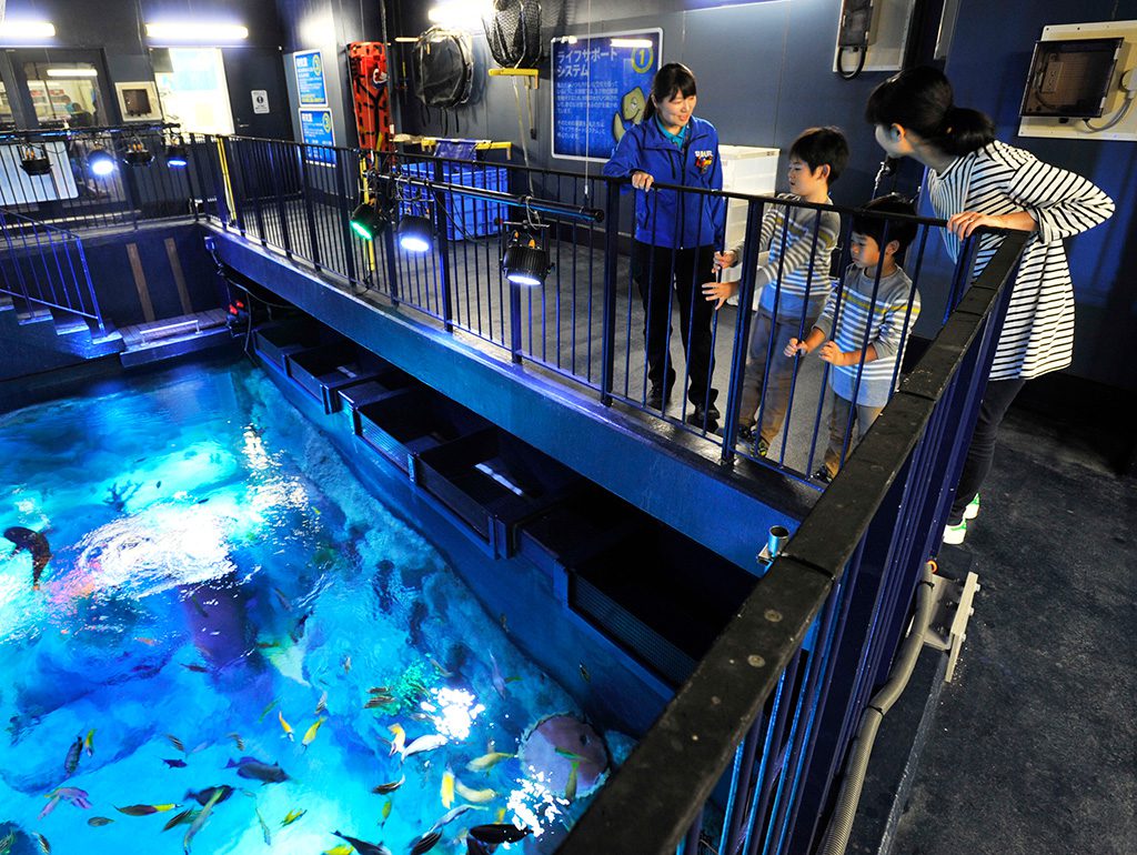 バックヤード体験ツアーで水槽の上から観察する様子/シーライフ名古屋(愛知県/名古屋市)