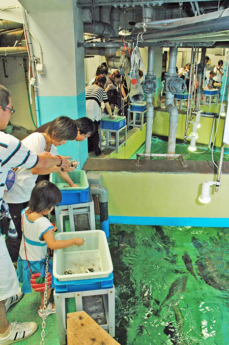 水族館裏側探検でエサやり体験/志摩マリンランド(三重県/志摩市)