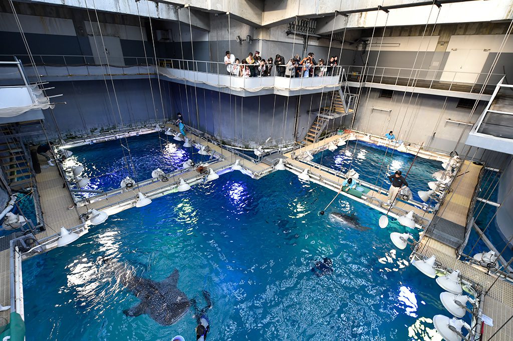 バックヤードツアーでジンベエザメのエサやりシーンの見学/海遊館(大阪府/大阪市)