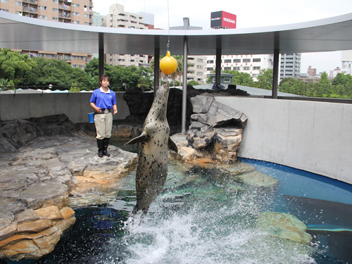 アザラシショーの様子/しながわ水族館(東京都/港区)