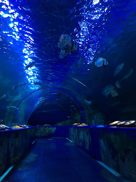トンネル型大型水槽/しながわ水族館(東京都/港区)