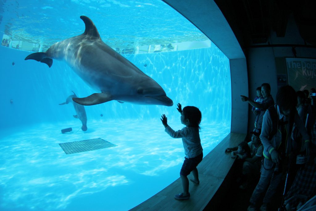 水族館「海きらら」のイルカ/九十九島パールシーリゾート(長崎県佐世保市)