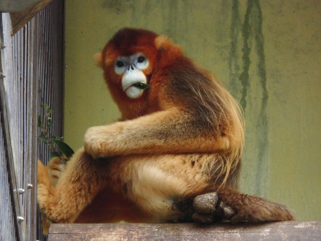 金色の毛並みのサル「キンシコウ」/熊本市動植物園