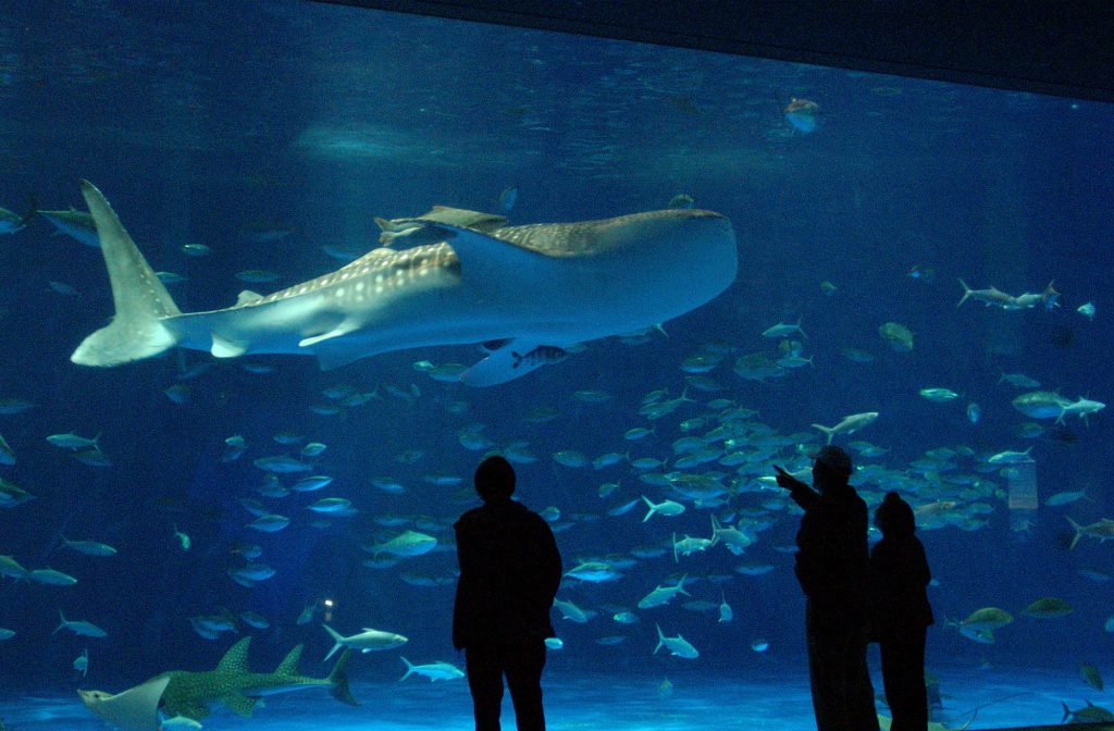 ジンベエザメの展示が迫力満点の「黒潮大水槽」/いおワールド かごしま水族館(鹿児島県/鹿児島市)