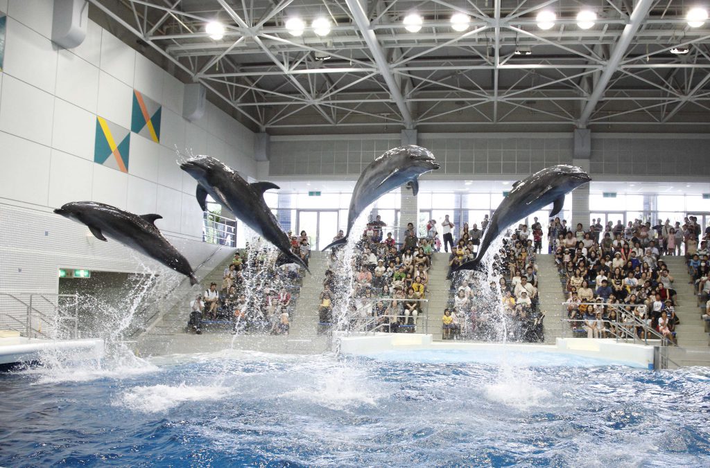 観客も参加できるイベント「いるかの時間」/いおワールド かごしま水族館(鹿児島県/鹿児島市)