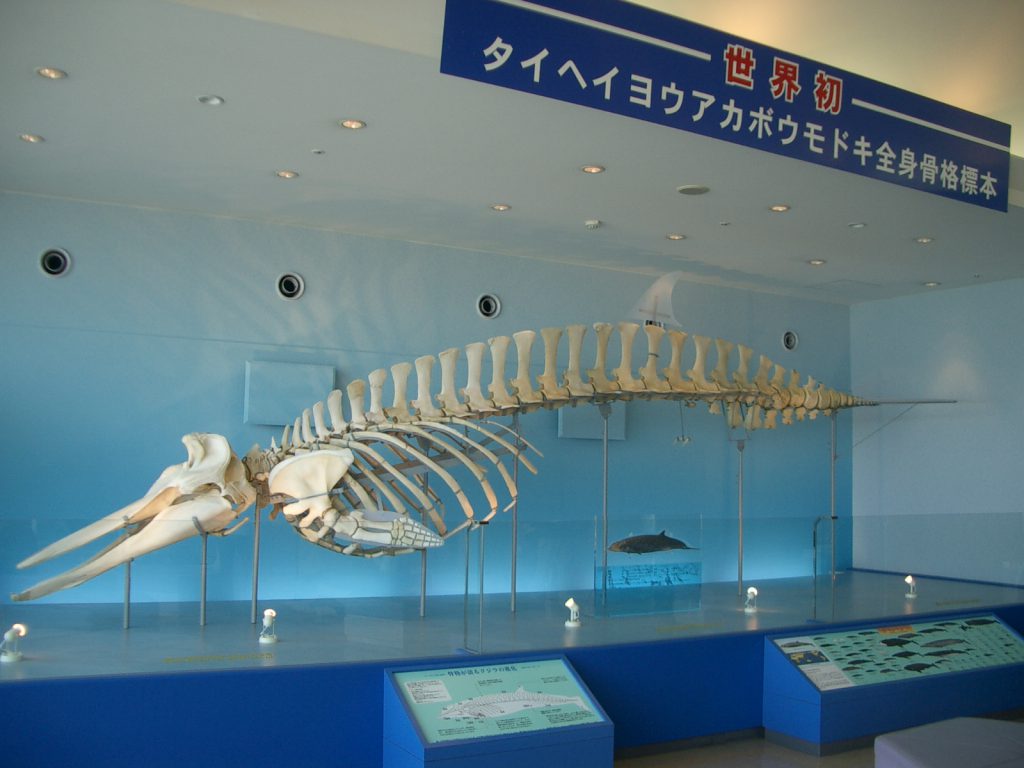 5階の展望ホールに展示されているクジラ「タイヘイヨウアカボウモドキ」/いおワールド かごしま水族館(鹿児島県/鹿児島市)