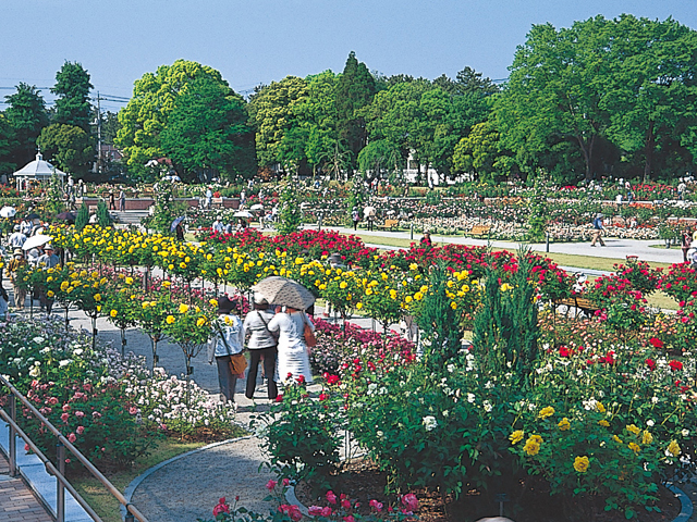 バラ園/敷島公園(群馬県/前橋市)