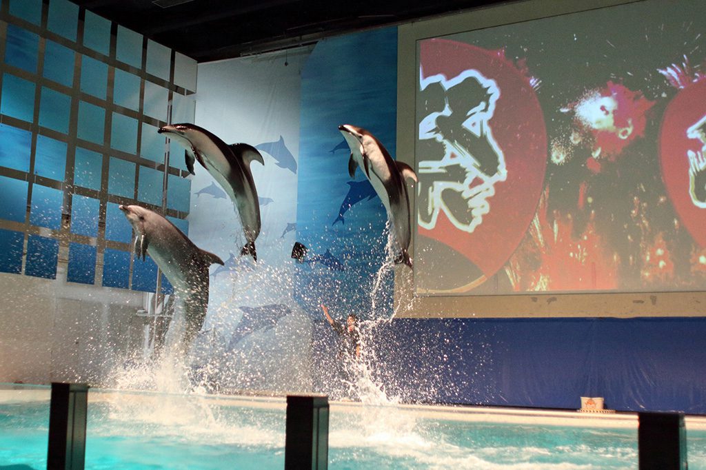 イルカパフォーマンス/青森県営浅虫水族館(青森県/青森市)