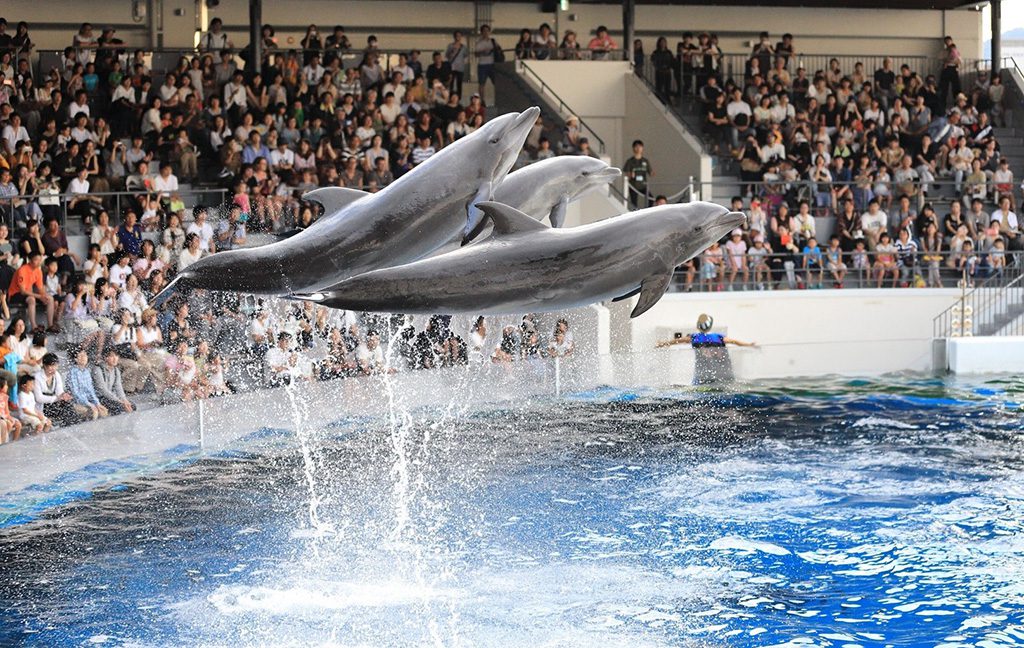 イルカのパフォーマンス/京都水族館(京都府/京都市)