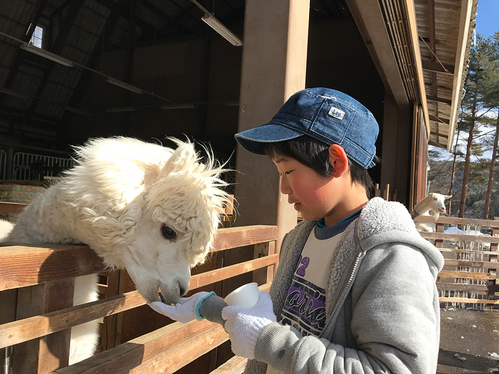 手のひらのエサを食べるアルパカ/信州塩尻農業公園 チロルの森(長野県/塩尻市)