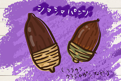 シラカシ、ウラジロガシなどのイラスト/木場公園(東京都/江東区)