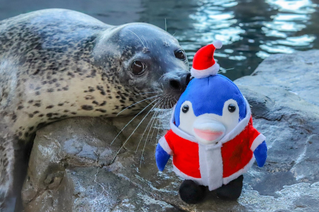 クリスマスバージョンのアザラシショー/しながわ水族館(東京都/品川区)