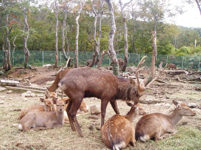 山形県の無料スポット・遊び場6選!博物館や科学館、鹿に会える公園など