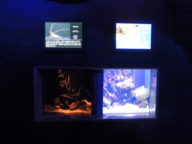 右:ショウグンエビ、左:クボエビ/沼津港深海水族館 シーラカンス・ミュージアム(静岡県)