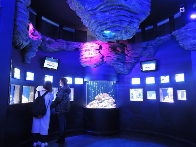 単体での水槽展示/沼津港深海水族館 シーラカンス・ミュージアム(静岡県/沼津市)