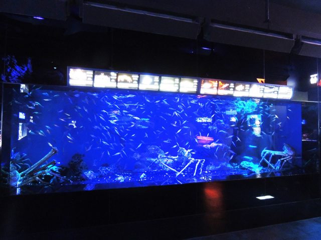 大水槽の魚たち/沼津港深海水族館 シーラカンス・ミュージアム(静岡県/沼津市)