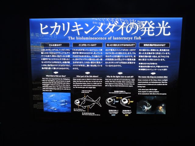 ヒカリキンメダイ発光についての解説パネル/沼津港深海水族館 シーラカンス・ミュージアム(静岡県/沼津市)