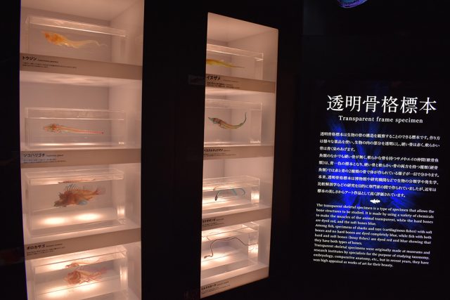 透明骨格標本/沼津港深海水族館 シーラカンス・ミュージアム(静岡県/沼津市)