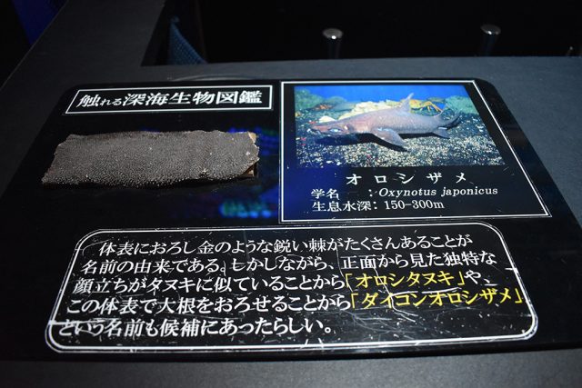深海生物のウロコ/沼津港深海水族館 シーラカンス・ミュージアム(静岡県/沼津市)