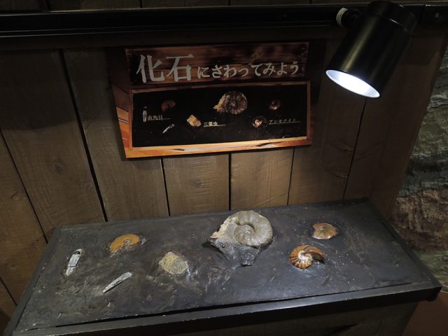 化石にさわれるコーナー/沼津港深海水族館 シーラカンス・ミュージアム(静岡県/沼津市)