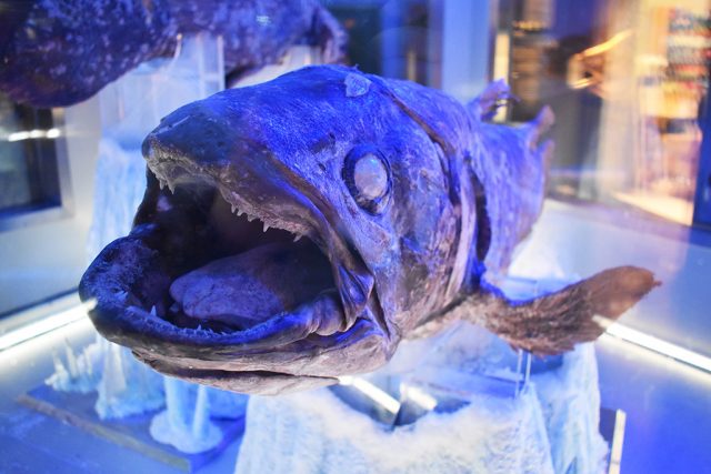 冷凍シーラカンス正面/沼津港深海水族館 シーラカンス・ミュージアム(静岡県/沼津市)