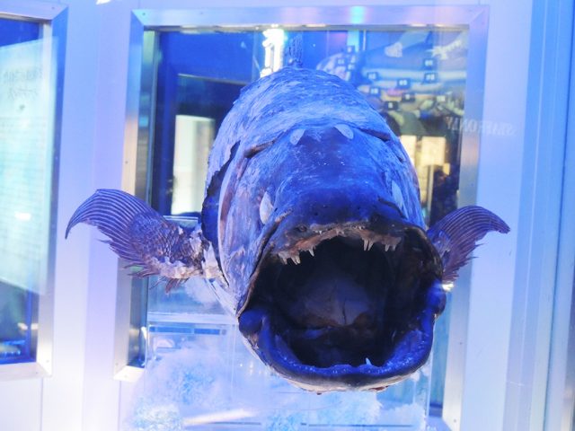 もう1体の冷凍シーラカンス/沼津港深海水族館 シーラカンス・ミュージアム(静岡県/沼津市)