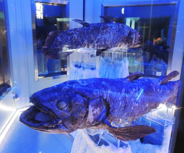 2体の冷凍シーラカンス/沼津港深海水族館 シーラカンス・ミュージアム(静岡県/沼津市)