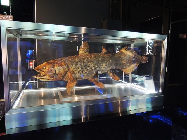 はく製のシーラカンス/沼津港深海水族館 シーラカンス・ミュージアム(静岡県/沼津市)