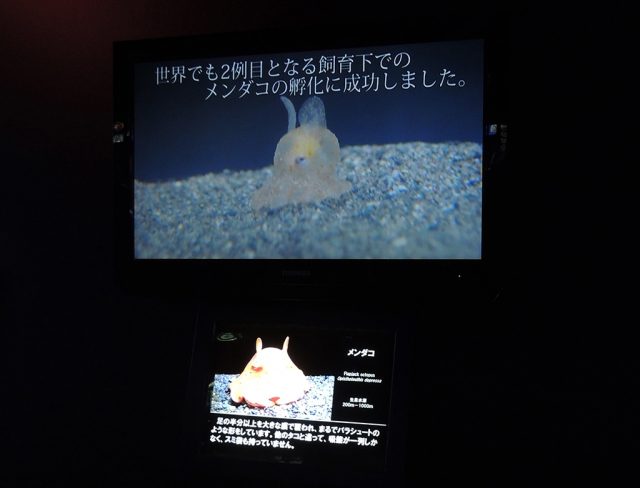 赤ちゃんメンダコ/沼津港深海水族館 シーラカンス・ミュージアム(静岡県/沼津市)