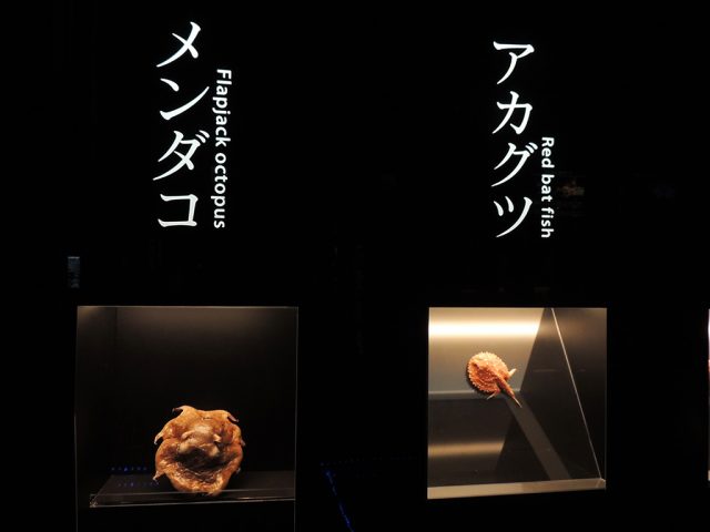 メンダコとアカグツ/沼津港深海水族館 シーラカンス・ミュージアム(静岡県/沼津市)