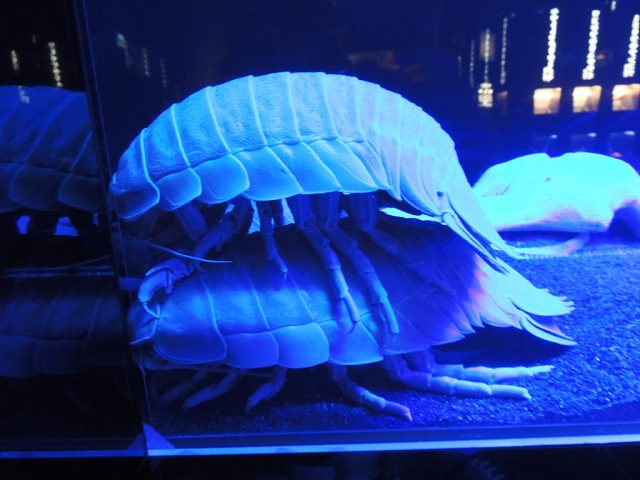 ダイオウグソクムシ/沼津港深海水族館 シーラカンス・ミュージアム(静岡県)