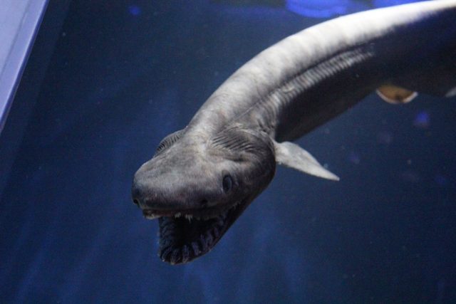 古代ザメのラブカ/沼津港深海水族館 シーラカンス・ミュージアム(静岡県/沼津市)