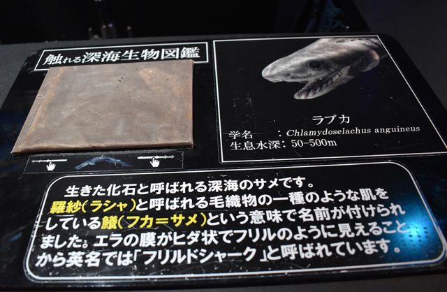 ラブカのウロコ/沼津港深海水族館 シーラカンス・ミュージアム(静岡県/沼津市)