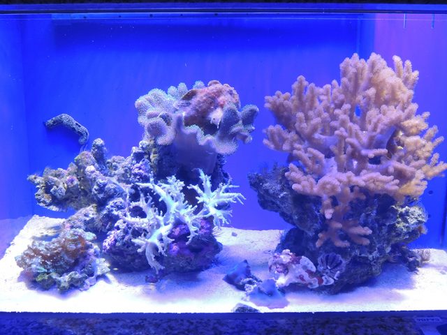 イロカエルアンコウの水槽/沼津港深海水族館 シーラカンス・ミュージアム(静岡県/沼津市)