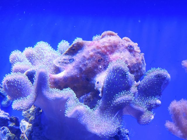 イロカエルアンコウ/沼津港深海水族館 シーラカンス・ミュージアム(静岡県/沼津市)