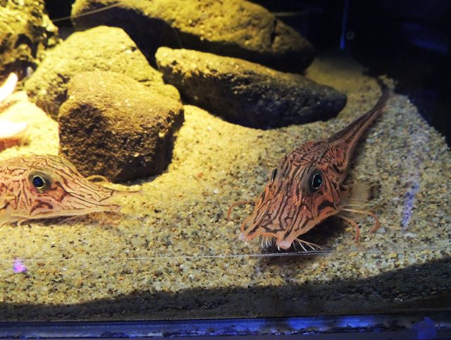 キホウボウ/沼津港深海水族館 シーラカンス・ミュージアム(静岡県/沼津市)
