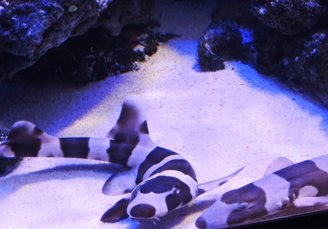 イヌザメ/沼津港深海水族館 シーラカンス・ミュージアム(静岡県/沼津市)